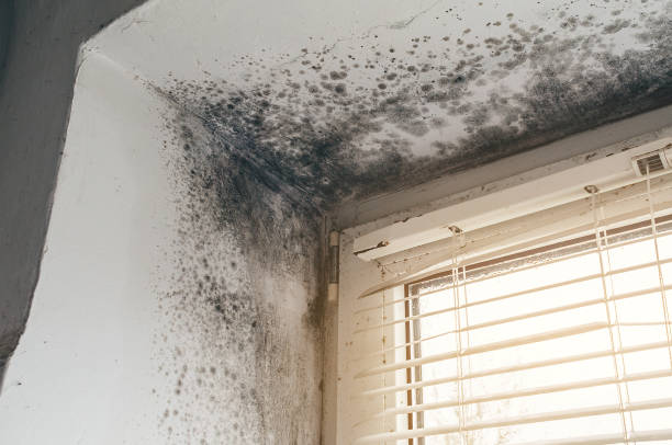 Affordable Mold Cleanup solutions in Richmond, VA