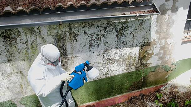 Top rated local Mold Cleanup specialists in Richmond, VA